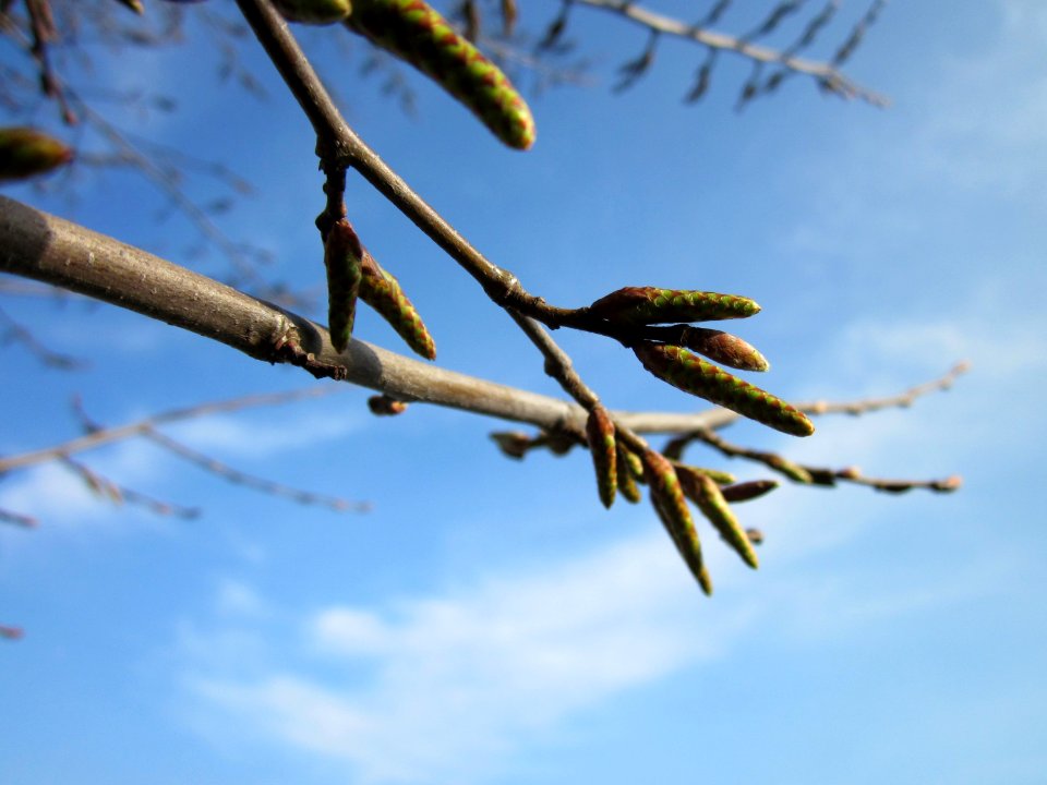 20130322Hainbuche_Hockenheim09