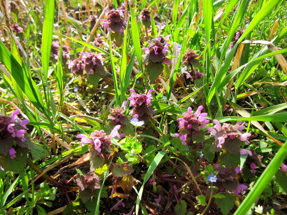 20130413Taubnessel_Hockenheim