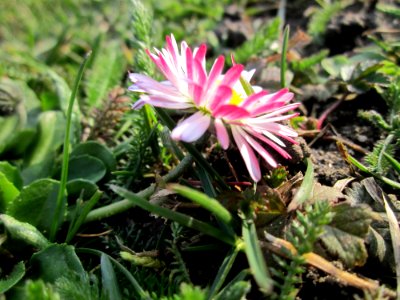 20130322Gaensebluemchen_Hockenheim6