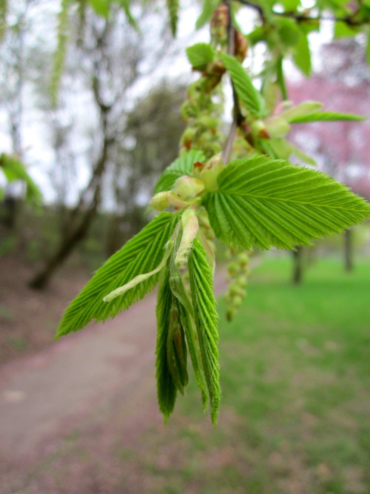 20130420Hainbuche_Saarbrücken1