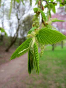 20130420Hainbuche_Saarbrücken1