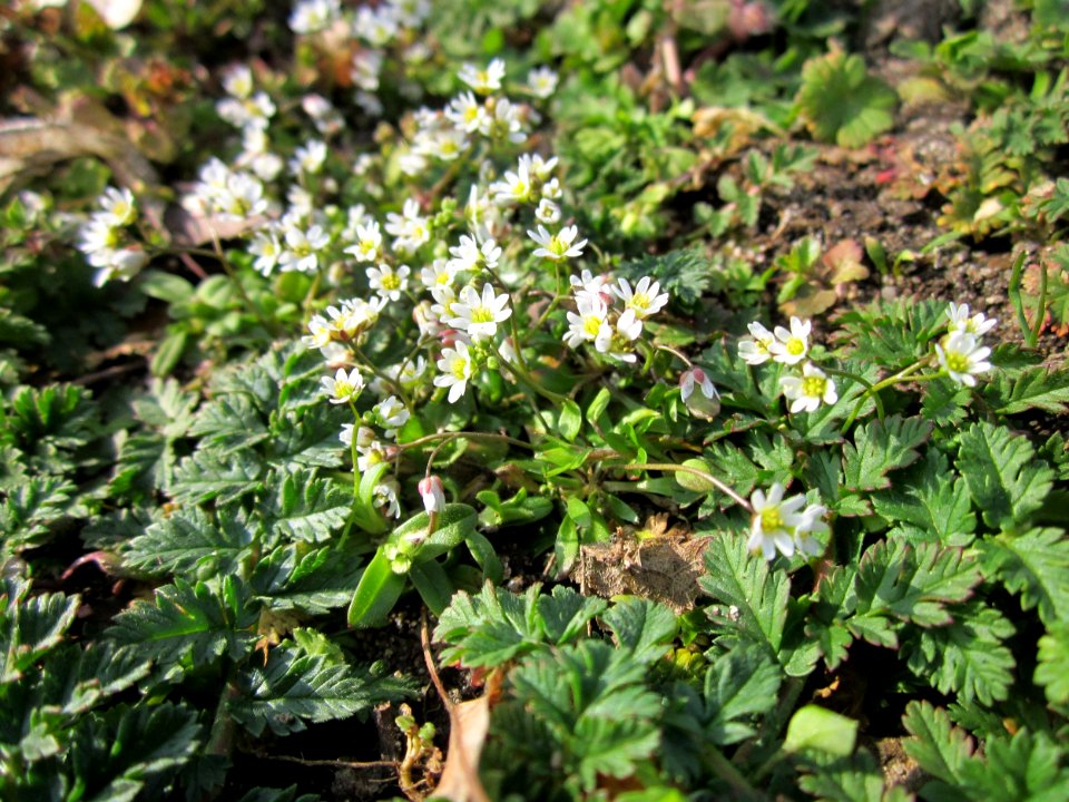 20130322Gartenschaupark_Hockenheim05