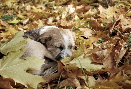 Man's best friend beast animals photo