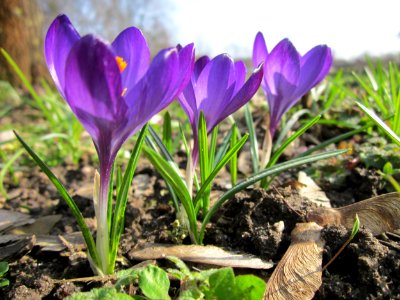 20130322Crocus_tommasinianus1