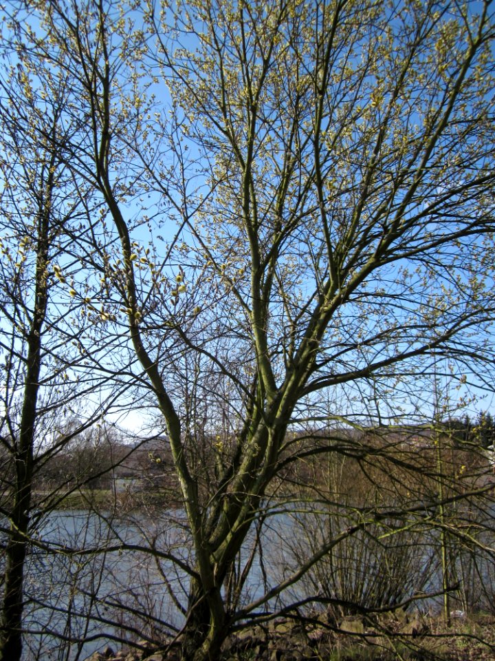 20130407Salix_caprea1