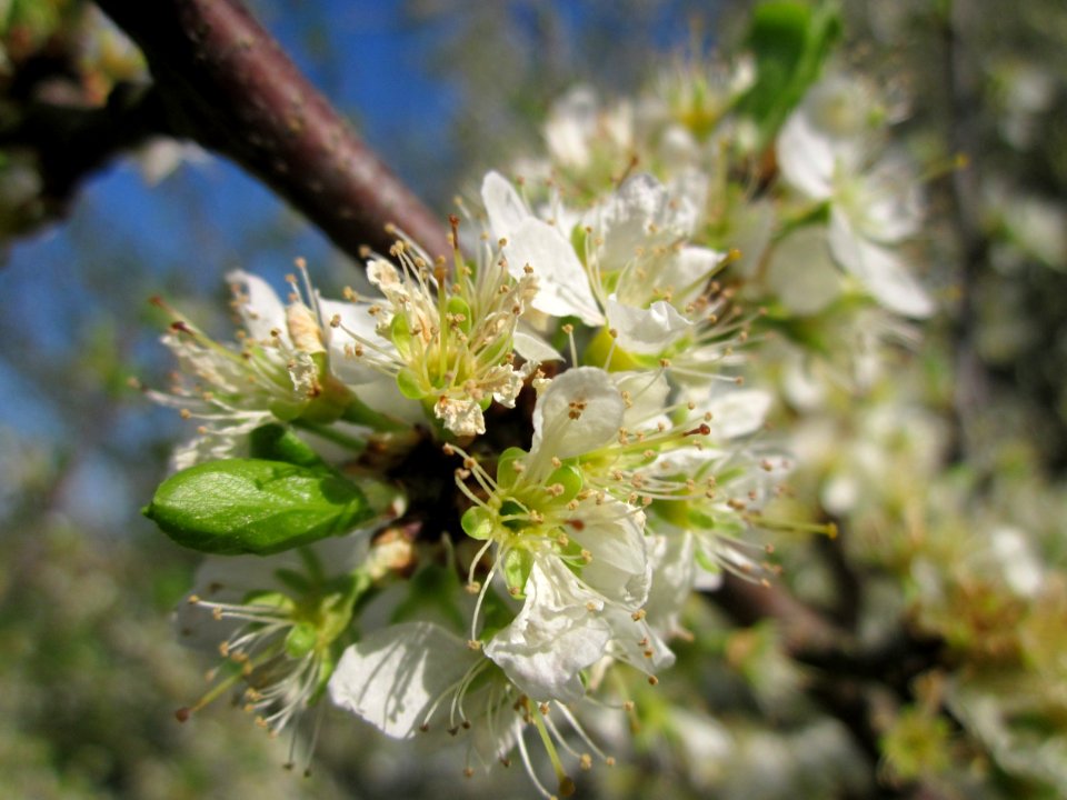 20130424Schlehdorn_Hockenheim04