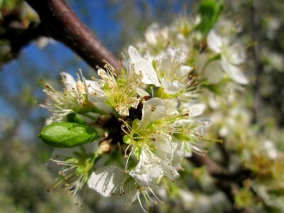 20130424Schlehdorn_Hockenheim04