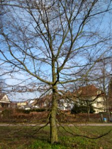 20130322Hainbuche_Hockenheim07