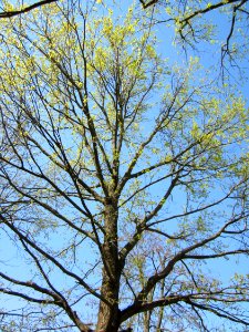 20130424Eiche_Hockenheim2