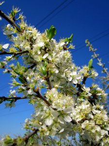 20130424Schlehdorn_Hockenheim06