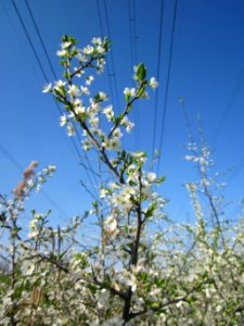 20130424Schlehdorn_Hockenheim11