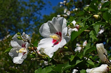 Bloom tree nature