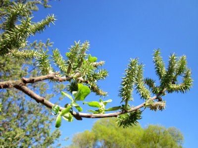 20130424Salix_cinerea06