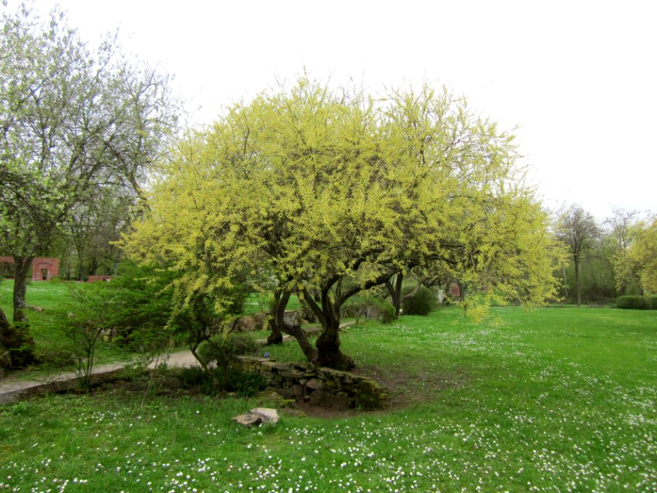 20130421Salix_alba1