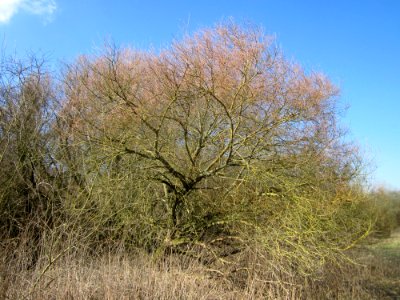 20130407Salix_alba