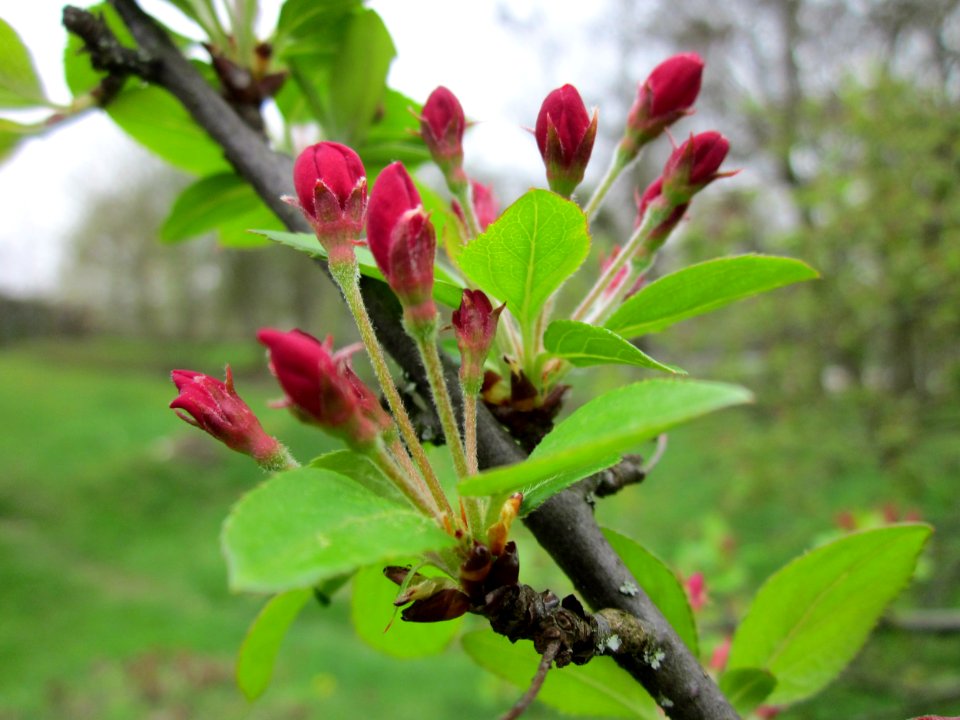 20130421Malus2