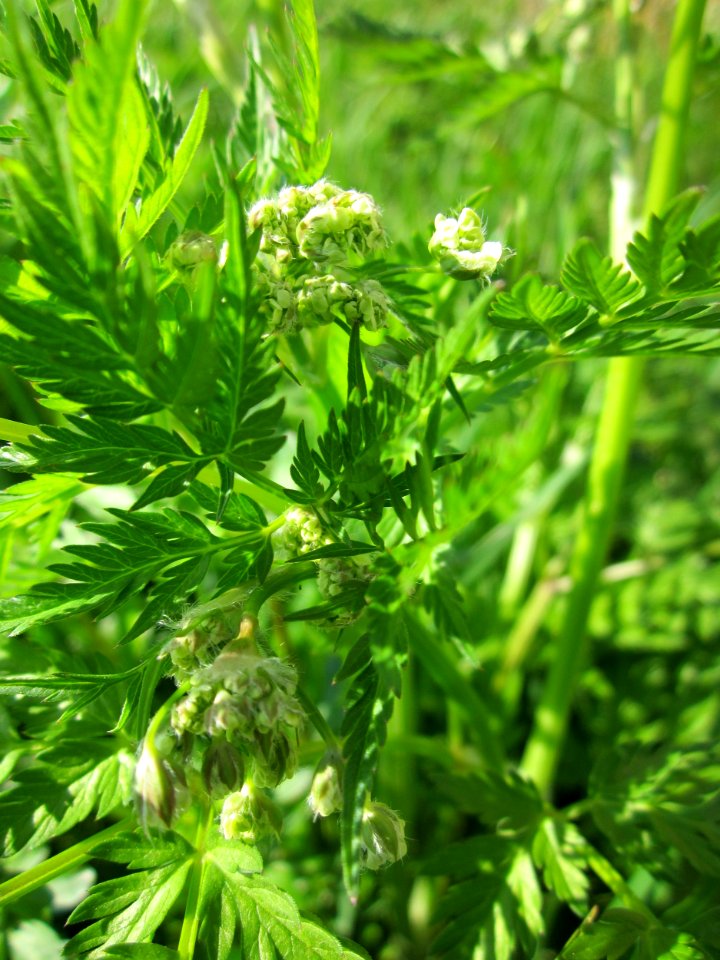 20130424Kaelberkropf_Kotlachgraben6