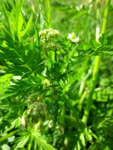 20130424Kaelberkropf_Kotlachgraben6