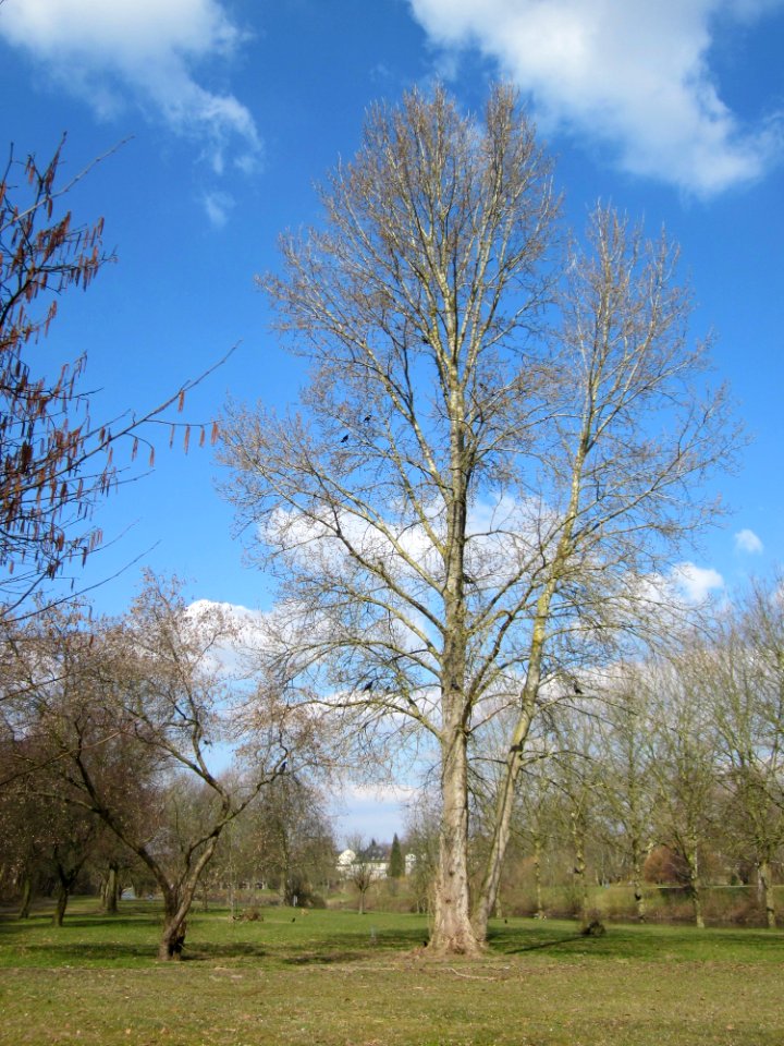 20130407Populus_x_canadensis