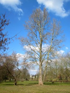 20130407Populus_x_canadensis