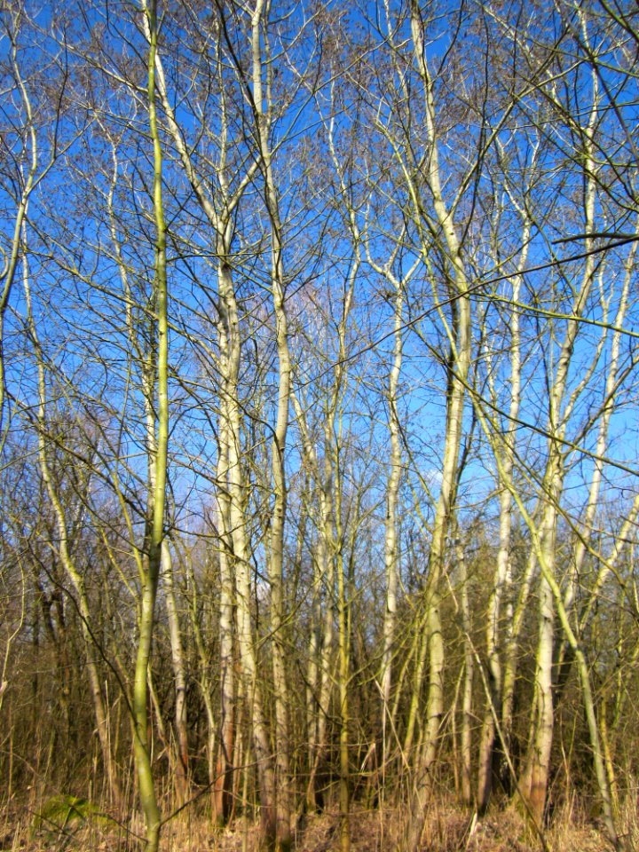20130407Populus_tremula