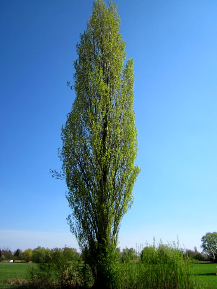 20130424Pyramiedenpappel_Hockenheim
