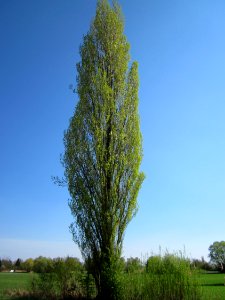 20130424Pyramiedenpappel_Hockenheim