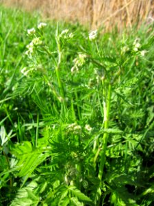 20130424Kaelberkropf_Kotlachgraben5