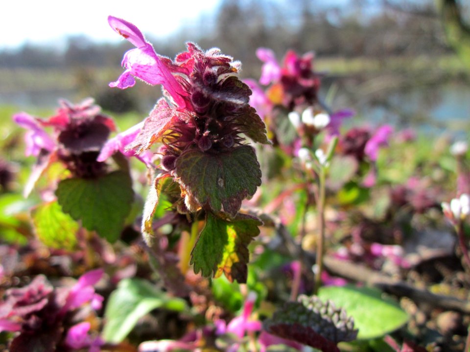 20130407Lamium_purpureum1