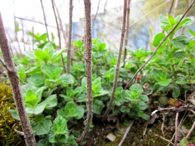 20130421Origanum_vulgare1