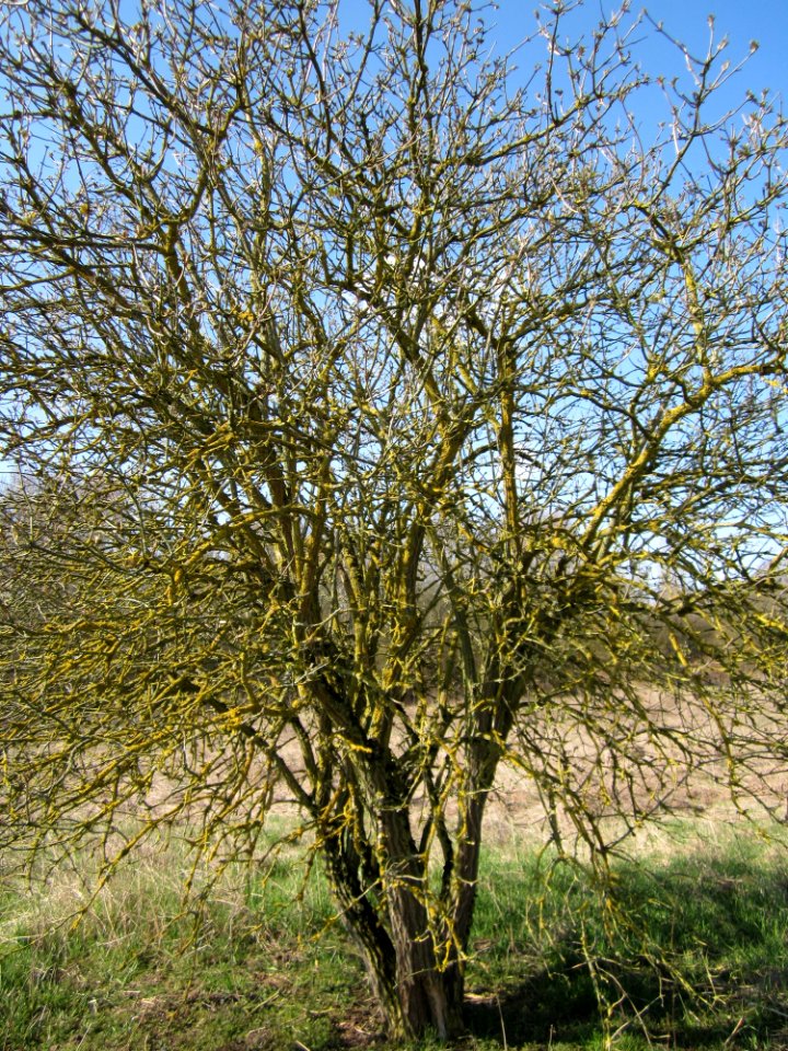 20130407Sambucus_nigra04