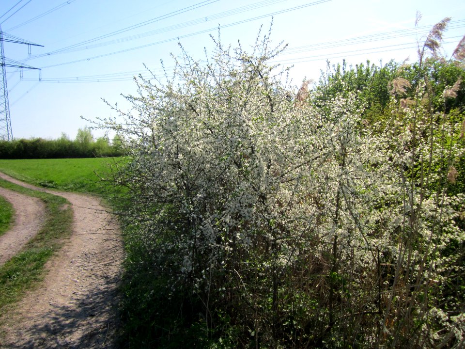 20130424Schlehdorn_Hockenheim10
