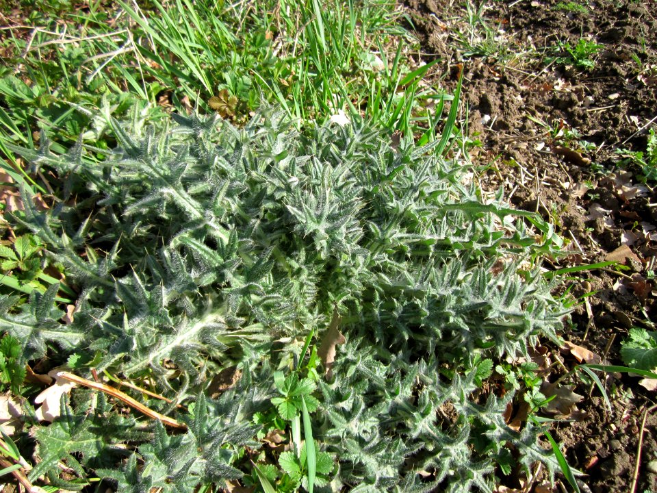 20130413Carduus_acanthoides3