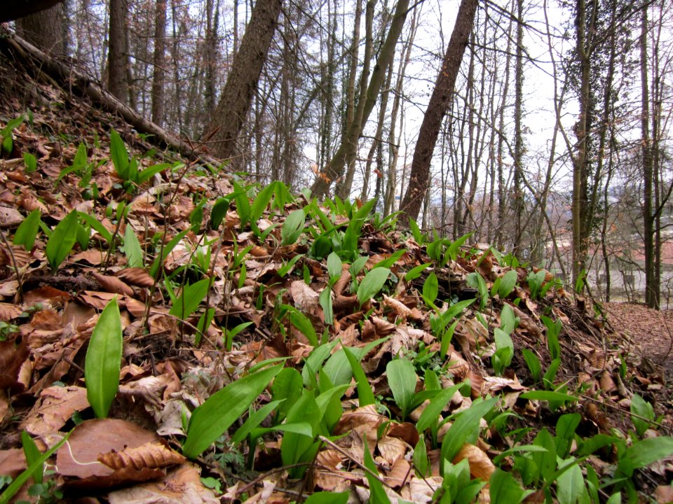 20130331Allium_ursinum1