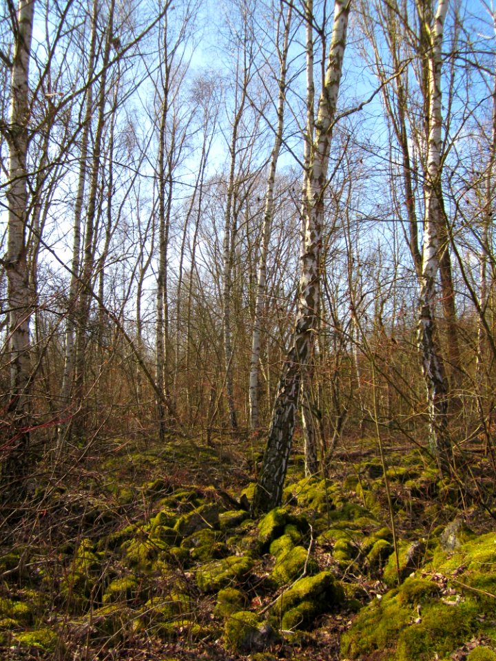 20130407St_Arnualer_Wiesen11