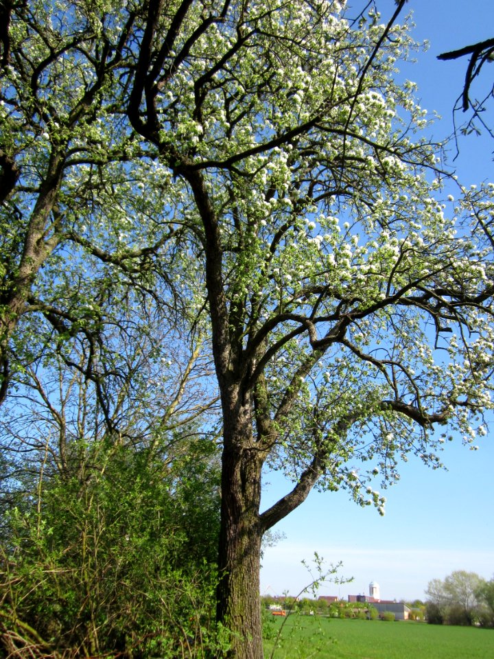 20130424Birne_Hockenheim5