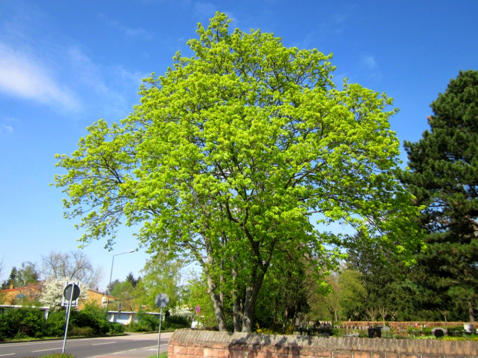 20130423Ahorn_Friedhof_Hockenheim1