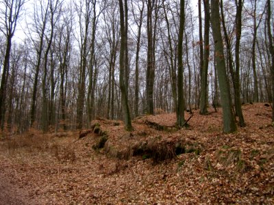 20130331Sonnenberg19