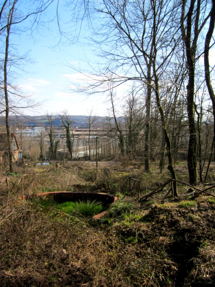 20130407Fagus_sylvatica14