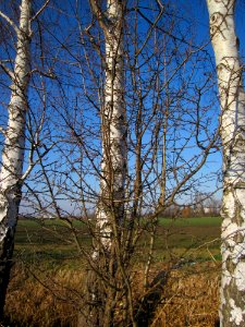 20130315Weissdorn_Hockenheim1