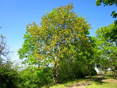 20130424Ahorn_Hockenheim2