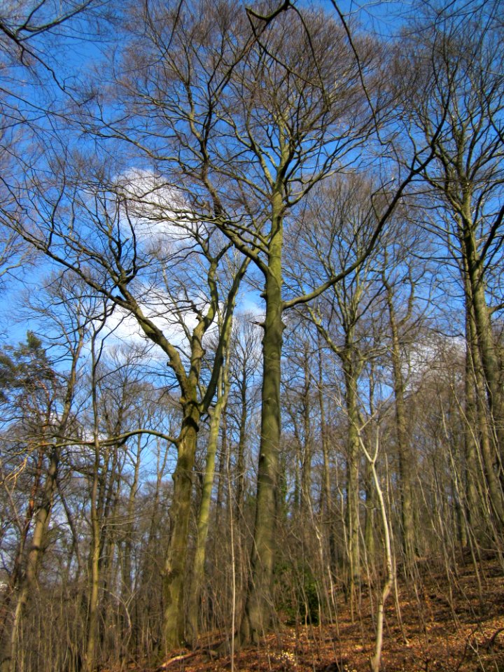 20130407Fagus_sylvatica7