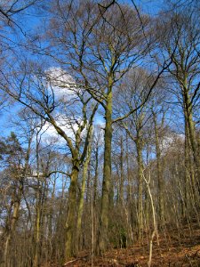20130407Fagus_sylvatica7