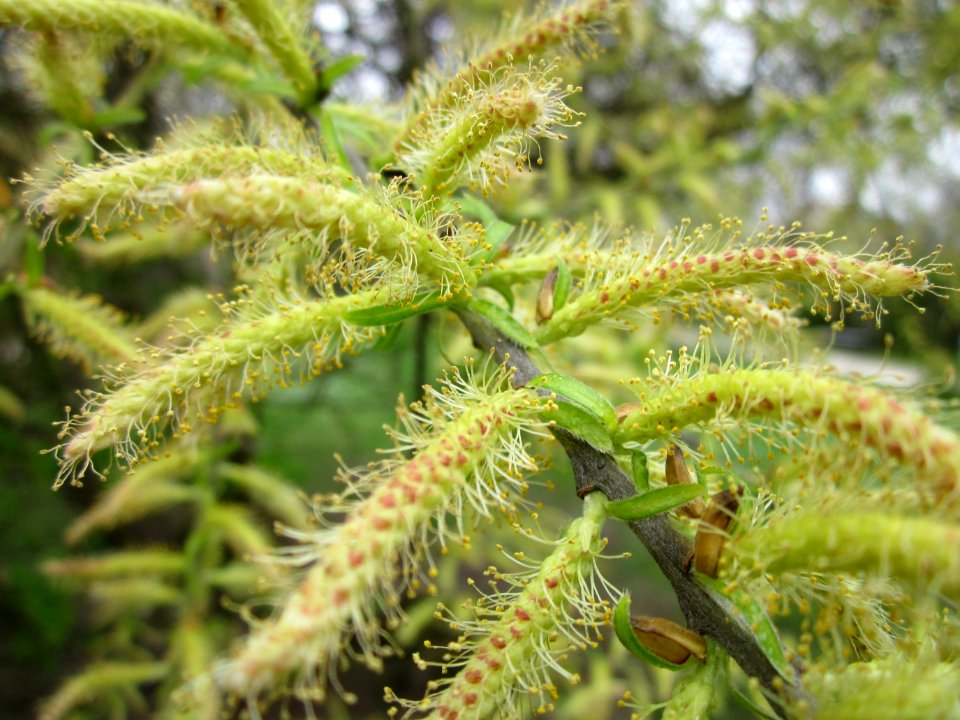 20130421Salix_alba2