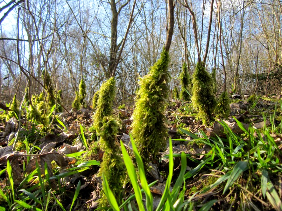 20130407St_Arnualer_Wiesen07
