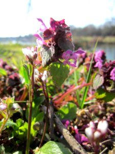 20130407Lamium_purpureum2