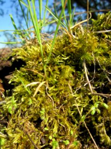 20130424Baumstamm_Hockenheim2