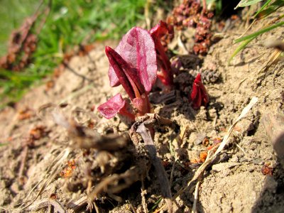 20130407Reynoutria_×_bohemica5