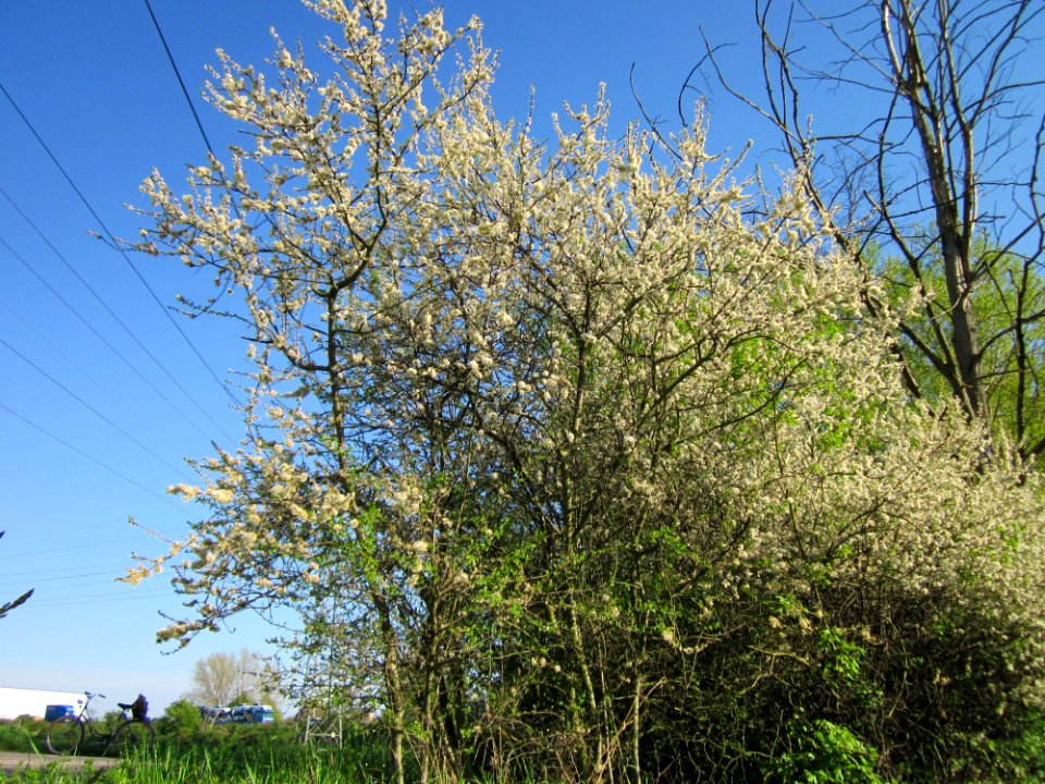20130424Schlehdorn_Hockenheim13