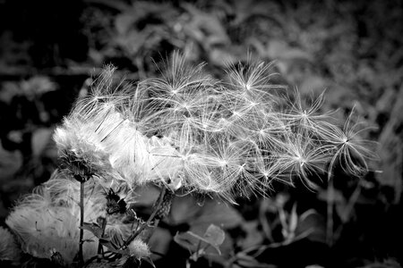 Pointed flower plant close up